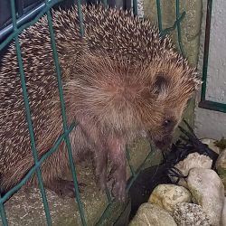 Tierrettung